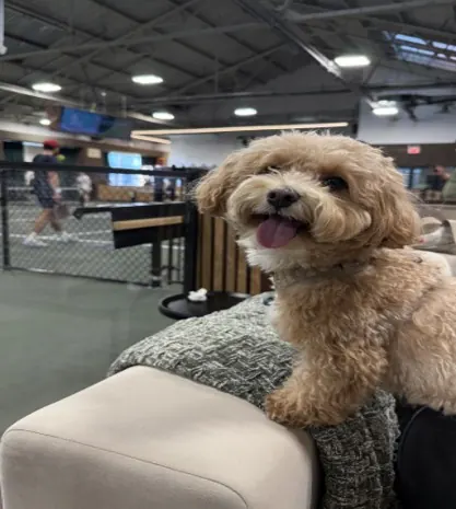 A dog on the lounge sofa overlooking the courts